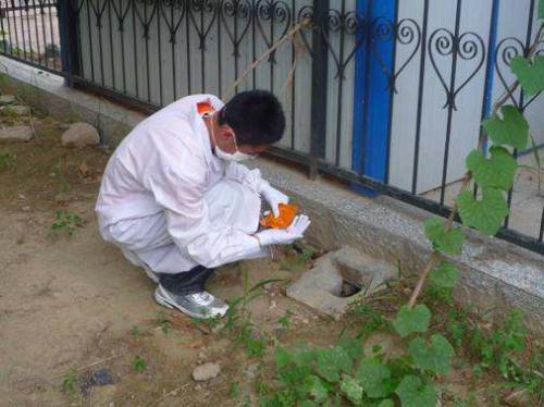 教你遇到白蟻該如何去處理，處理的方法有那些？